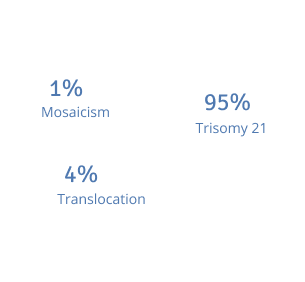 1% Mosaicism, 4% Translocation, 95% Trisomy 21